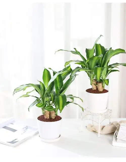 巴西木幸运木盆栽花卉植物室内绿植好养活四季土培带叶子浩驰一盆3株