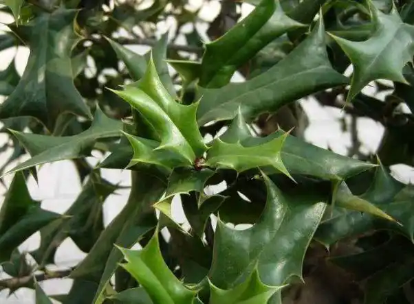 其他一些地方的人也叫它猫儿刺,老虎刺,狗骨刺等等