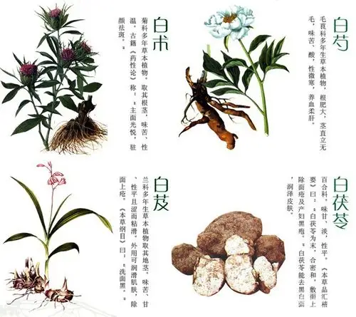 白芨的美容功效与作用