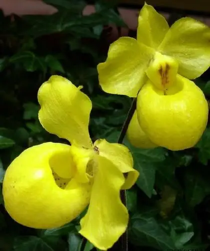 paphiopedilum armeniacum杏黄兜兰