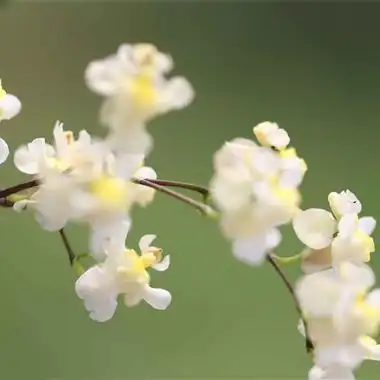 白色文心兰 巧克力香奶油香