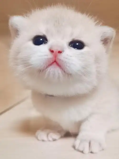 ay12蓝金渐层弟弟坐标武汉市