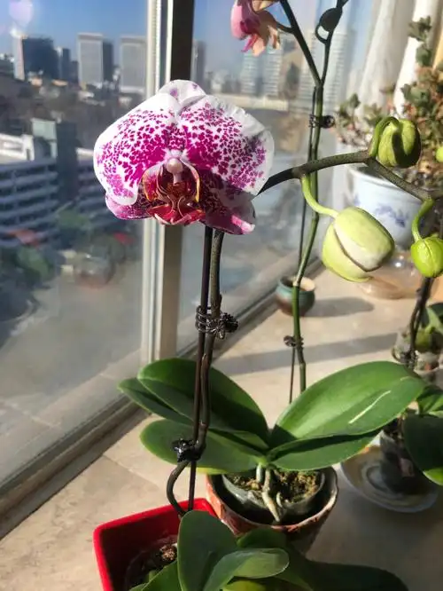 周一蝴蝶兰开花合辑