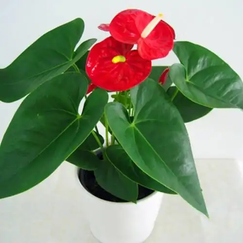 家庭常见花图片及名称