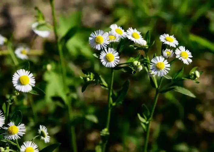 路边的野花{五}