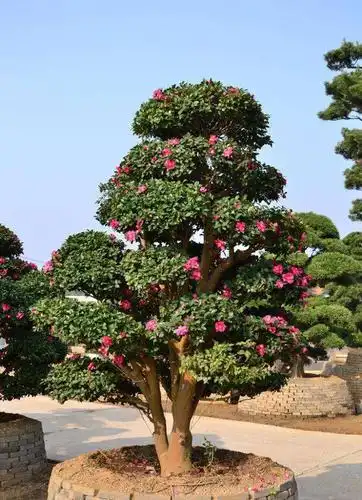 园林景观树种类的介绍及其应用