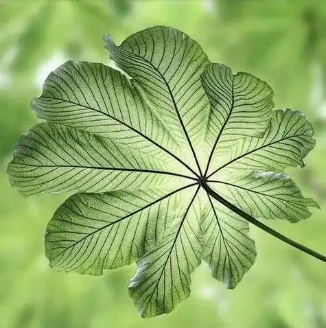 树叶头像图片风景 一片叶子头像唯美图片_布阁拉