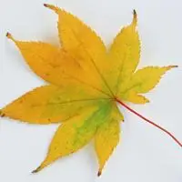 网友拍的真实的树叶个性头像图片一片一片各种颜色的叶子很美
