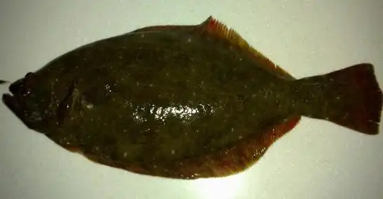 朋友从青岛发来一箱海鲜,这个鱼不认识,又不好意思问朋友,请问谁知道