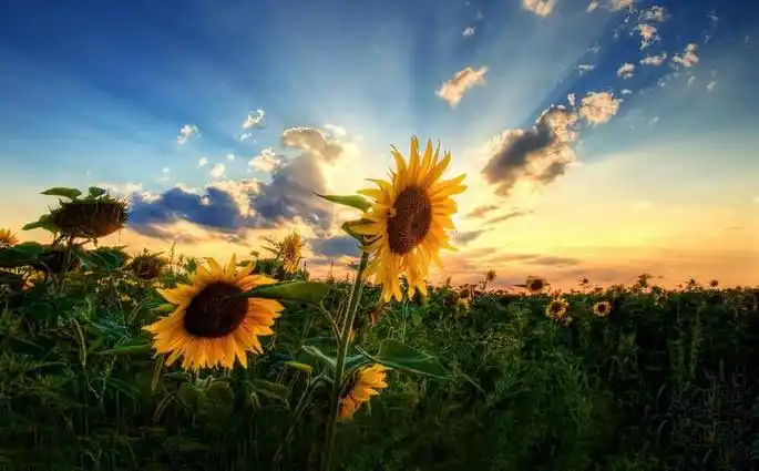 心情愉悦的朋友圈文案短句心情愉悦时发朋友圈的说说短句