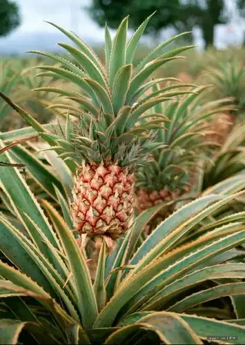 菠萝树长什么样