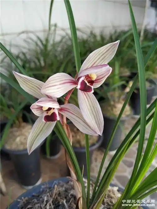 阳台草心心相印-莲瓣篇-中国兰花交易网社区