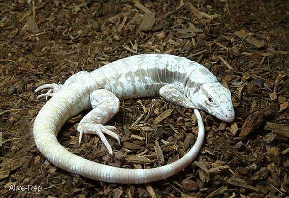 05 06 09 片_百度百科