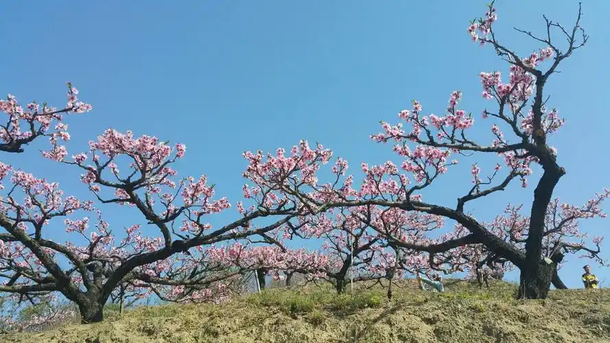 三月桃花开,春风拂面来.