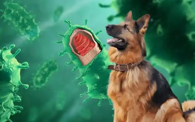 盘点史上最恐怖的十大病毒新冠没有上榜艾滋病毒仅排第三