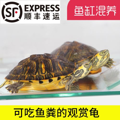黄耳龟乌龟活物小乌龟活体宠物深水龟黄头龟黄耳龟观赏龟吃鱼粪便