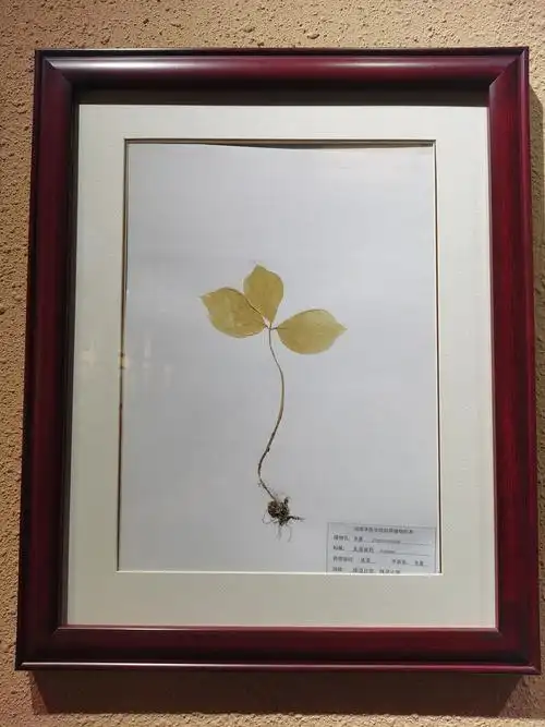 植物标本