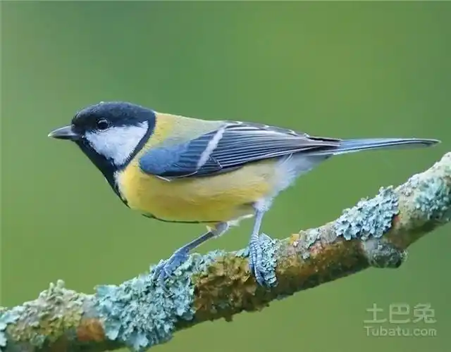 大山雀公母的辨别方法