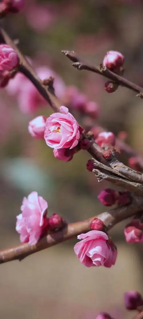 意境唯美玫瑰花壁纸(唯美花朵治愈你的内心)(2)