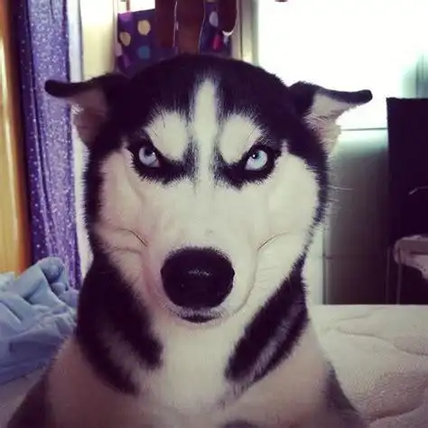 哈士奇头像高清图片 - 趣表情,一个充满欢乐的表情包乐园