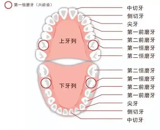 612岁换牙时间和换牙期问题大盘点孩子一口好牙关键就在这几点