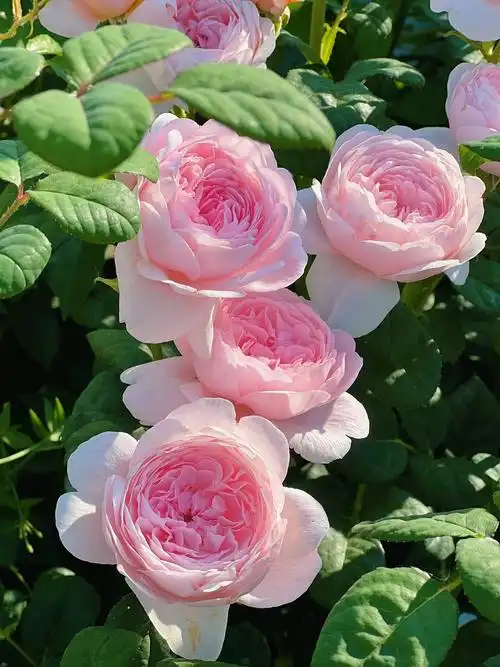 1440_1920竖版 竖屏