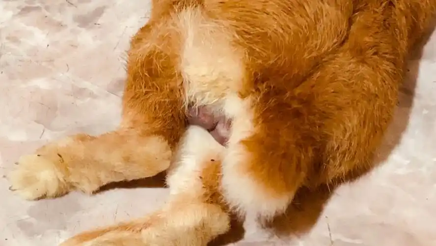 兔兔拥有迷人蛋蛋