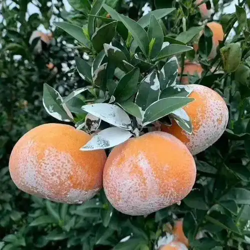 广西武鸣沃柑茂谷柑新鲜现摘现发石灰柑香甜多汁510斤中大果