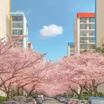 2020最火抖音头像唯美风景图像樱花落下的速度是每秒5厘米