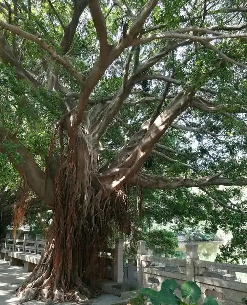 福州榕树(手机随拍)