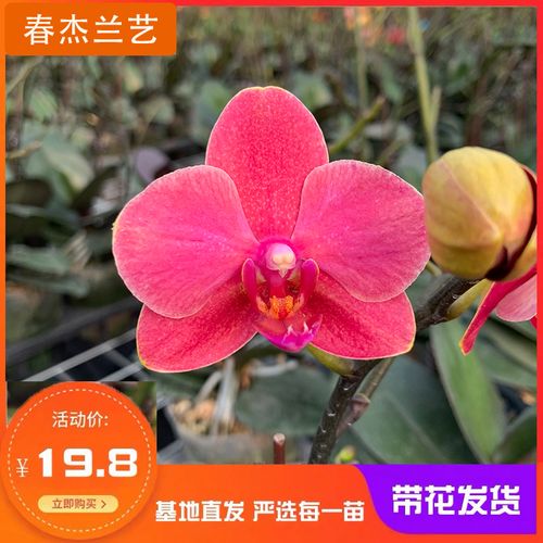 带花苞蝴蝶兰原杯发货无土栽培室内好养四季开花阳台花卉绿植盆栽