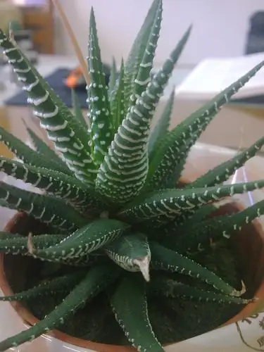 展开全部 这种芦荟叫做条纹十二卷,产自日本,所以也有人叫做日本芦荟