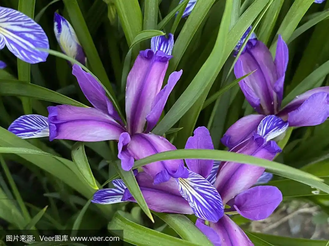 特写的紫百合花