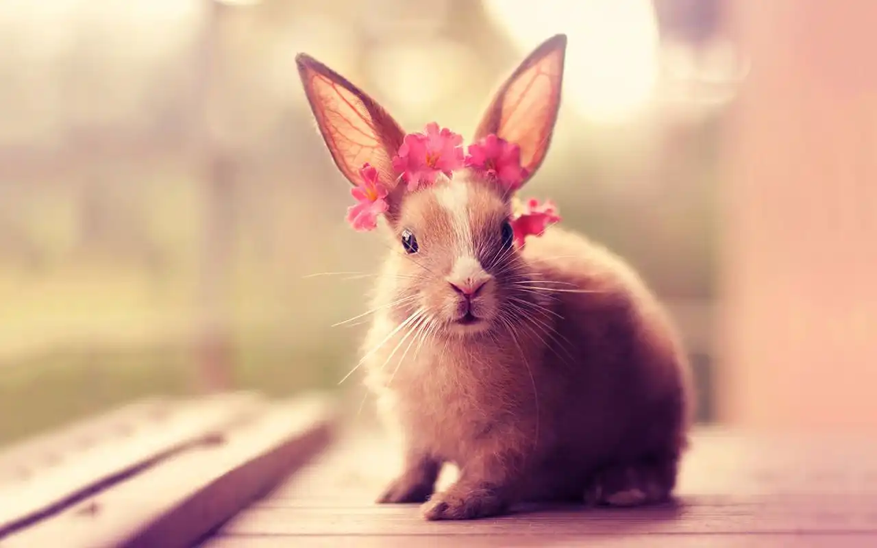 可爱萌宠小兔子高清唯美意境壁纸