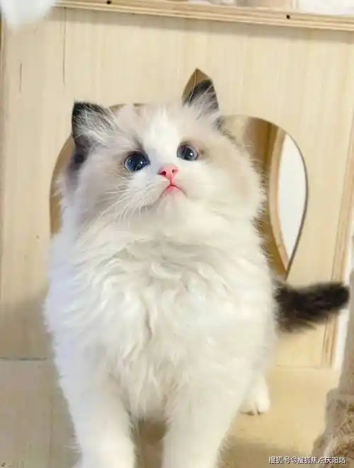 长沙买布偶猫首页网站(长沙芙蓉区)哪里有正规卖布偶猫的宠物店