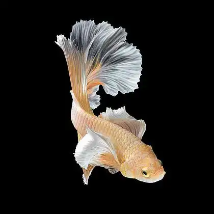 关闭了艺术运动的斗鱼,黑色的背景上孤立的暹罗斗鱼.美术设计概念