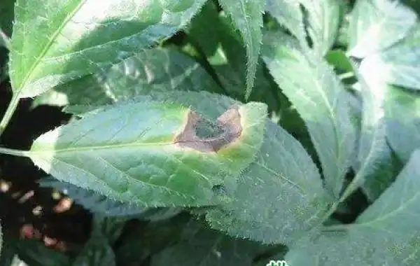 三七黑斑病如何防治?