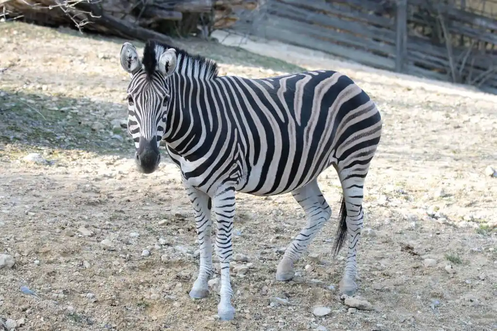 斑马,斑马走在它在动物园里的区域