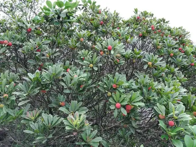 漫山遍野都是野生的杨梅树.