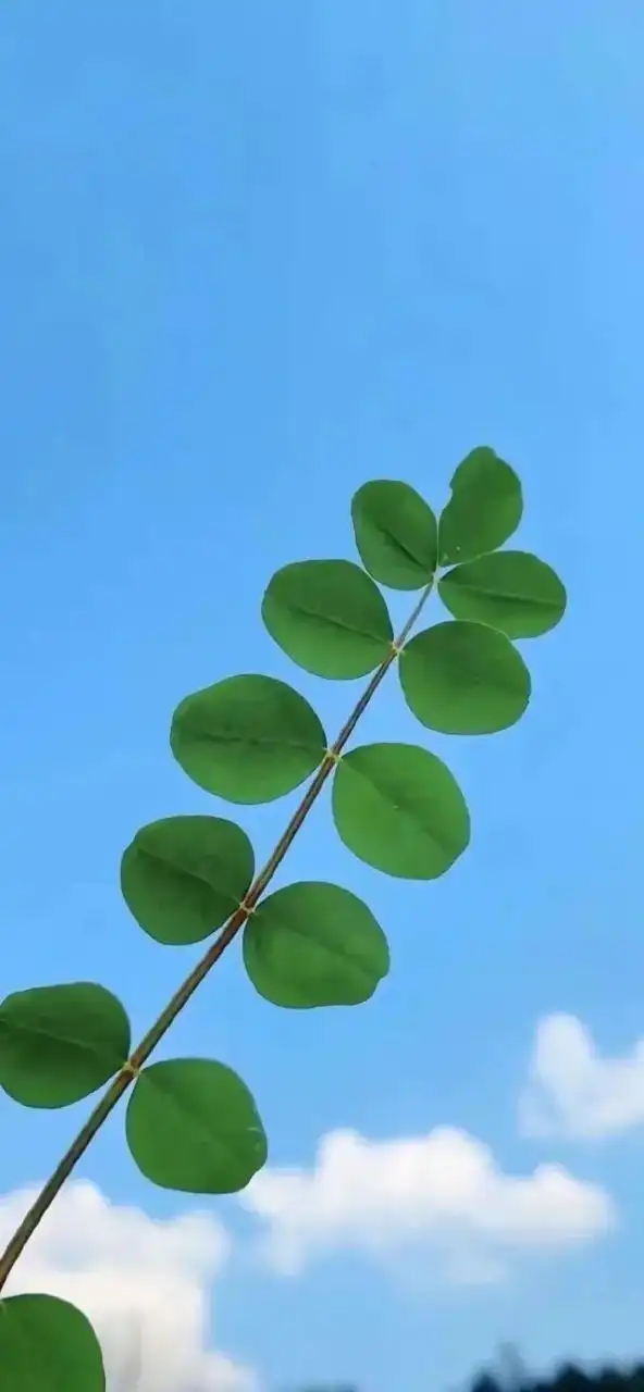 592_1280竖版 竖屏