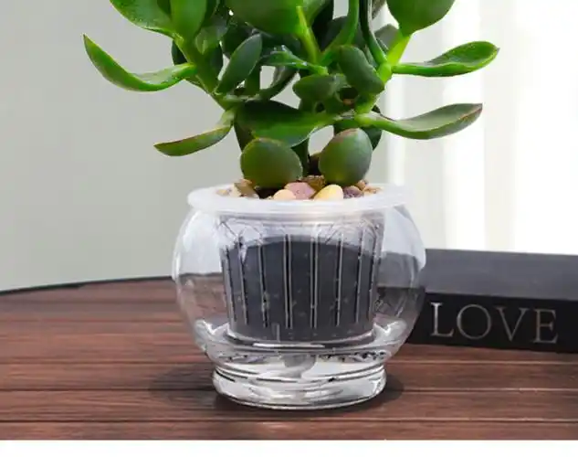 【心头肉】玉树盆栽植物玻璃水培绿植室内阳台好养多肉植物办公室桌面