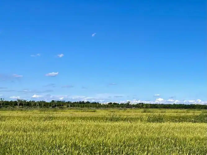 金黄稻田遇到蓝天白云日期20210921坐标天津东沽路地铁站小站稻田