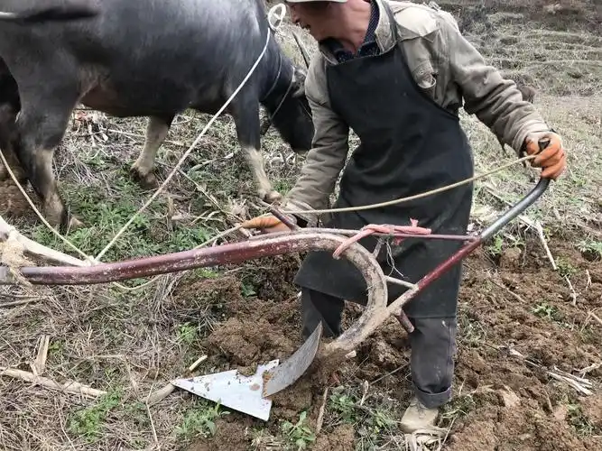 大叔右手紧握犁耙,左手抓紧已穿牛鼻的绳子,熟练地将农地深翻,松土.