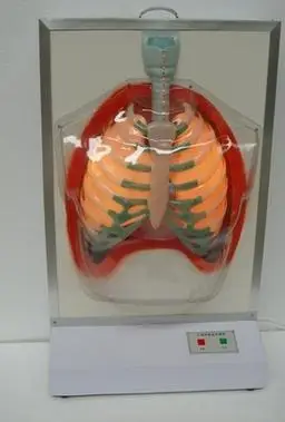 人体呼吸运动模型(Ⅱ) 型号:sj/118108-2