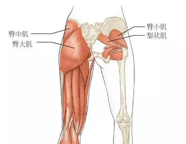 垫臀短裤什么牌子的好_提臀短裤加垫_加肥加大男短裤