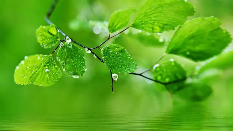 精选清新的绿色植物护眼桌面壁纸高清高清大图预览1920x1080_植物壁纸