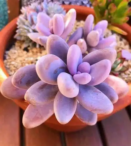 克雷吉(sedum craigii):粉色诱惑让你一见钟情的多肉植物