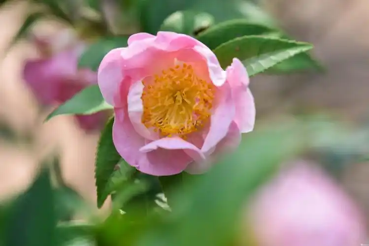 山茶花深圳园博园