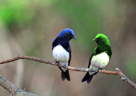 600_425gif 动态图 动图