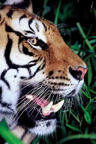 头,无人,竖图,室外,特写,白天,侧面,草地,草坪,美景,植物,哺乳动物,虎